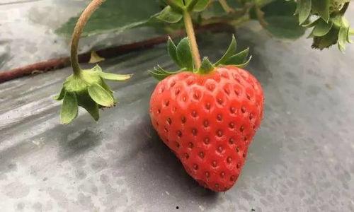 草莓国产在线视频,尽享田园风光与美味果实